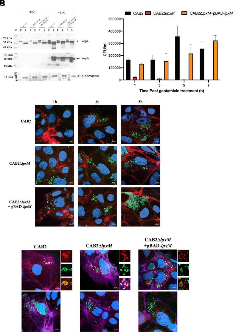 https://cdn.ncbi.nlm.nih.gov/pmc/blobs/f1f3/12377781/3d9e39cef60a/pnas.2426547122fig06.jpg