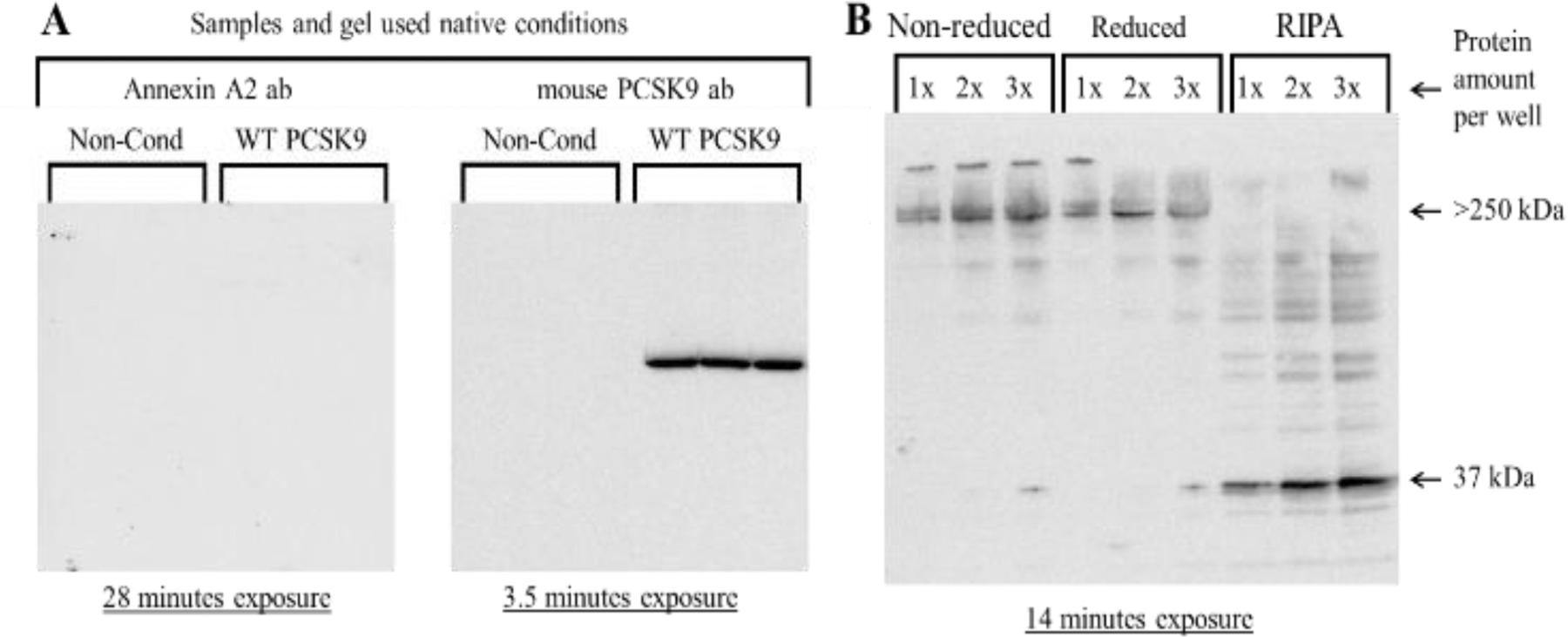https://cdn.ncbi.nlm.nih.gov/pmc/blobs/f1f3/7316369/838865a8c343/nihms-1573557-f0002.jpg