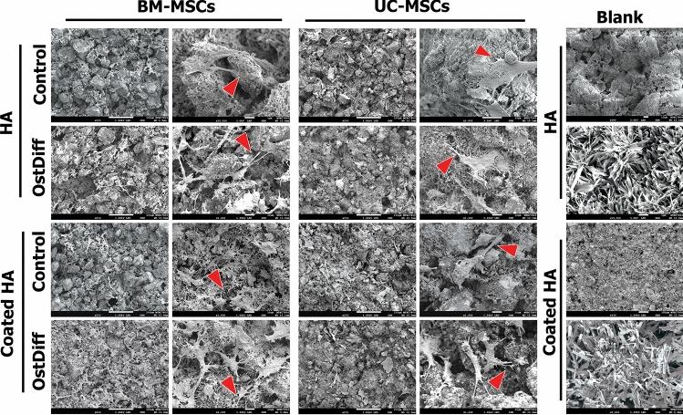 https://cdn.ncbi.nlm.nih.gov/pmc/blobs/f1f4/9663507/cfb66b879768/41598_2022_24160_Fig5_HTML.jpg