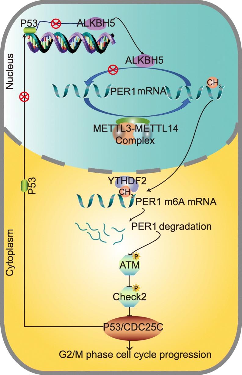 https://cdn.ncbi.nlm.nih.gov/pmc/blobs/f1fa/7236181/765ccb888ec3/12943_2020_1158_Fig9_HTML.jpg