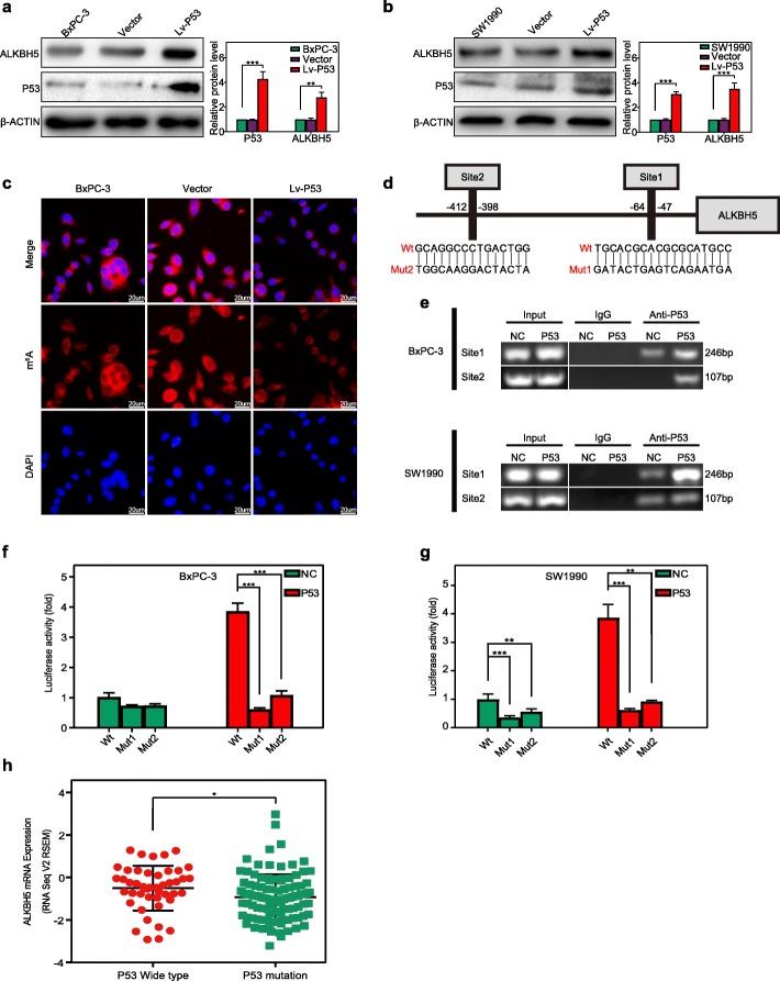 https://cdn.ncbi.nlm.nih.gov/pmc/blobs/f1fa/7236181/7d0454d36de0/12943_2020_1158_Fig8_HTML.jpg