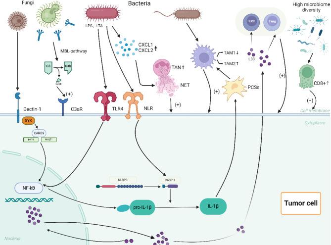 https://cdn.ncbi.nlm.nih.gov/pmc/blobs/f1fc/11917121/610f4a3defe1/10020_2025_1166_Fig1_HTML.jpg