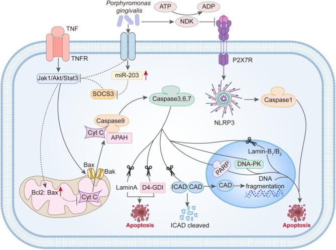 https://cdn.ncbi.nlm.nih.gov/pmc/blobs/f1fc/11917121/7e8699291791/10020_2025_1166_Fig2_HTML.jpg