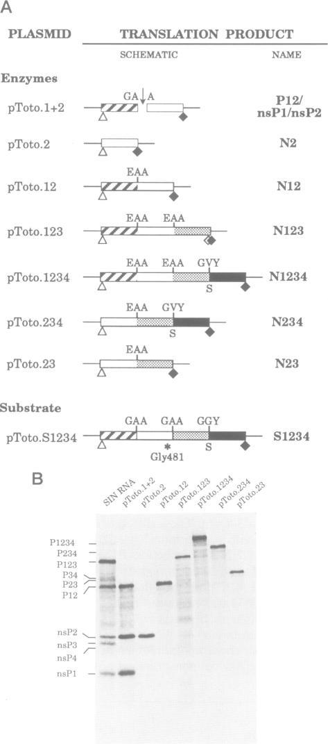 https://cdn.ncbi.nlm.nih.gov/pmc/blobs/f1fc/552296/4088b6c480e6/emboj00235-0270-a.jpg