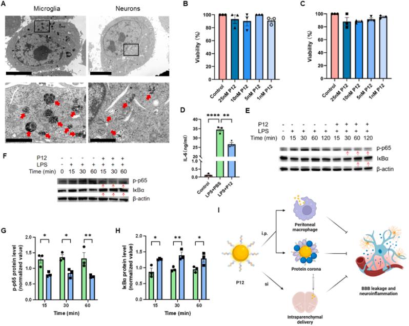 https://cdn.ncbi.nlm.nih.gov/pmc/blobs/f207/11997411/85579195a471/gr8.jpg