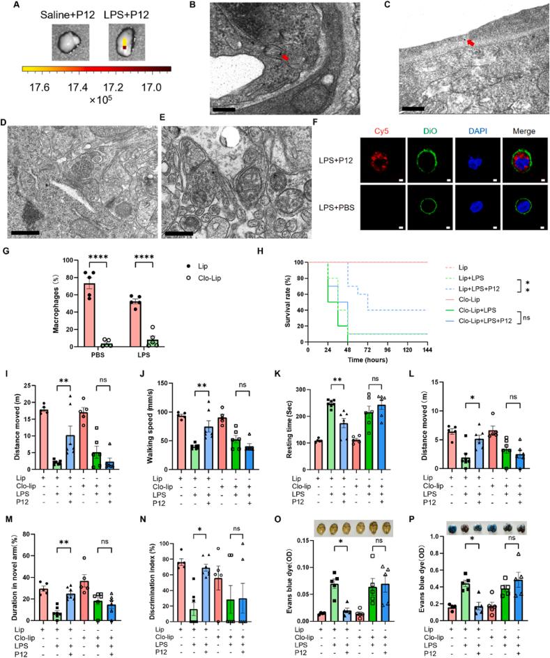 https://cdn.ncbi.nlm.nih.gov/pmc/blobs/f207/11997411/8e2e28bee237/gr5.jpg