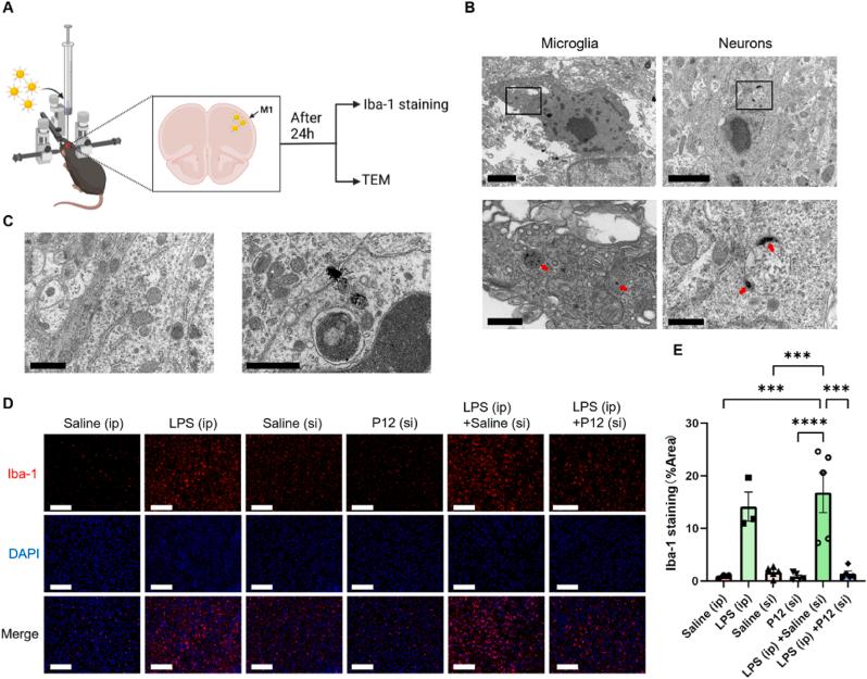 https://cdn.ncbi.nlm.nih.gov/pmc/blobs/f207/11997411/e7daab56c26f/gr7.jpg