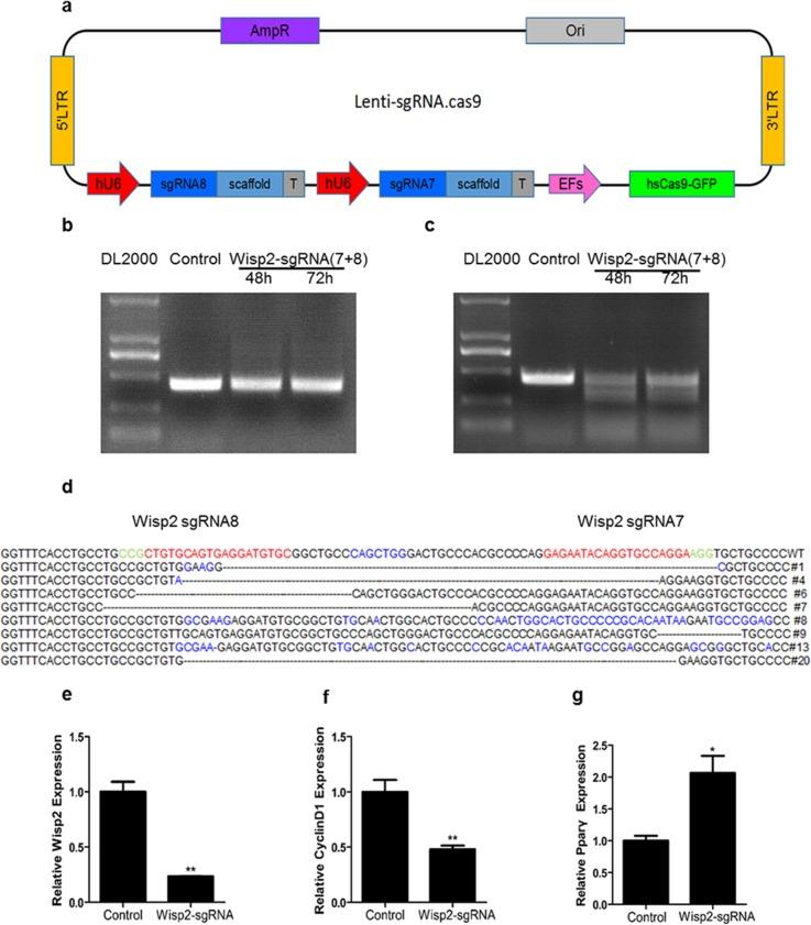 https://cdn.ncbi.nlm.nih.gov/pmc/blobs/f20c/5716770/a66bd6c57ede/oncotarget-08-98823-g002.jpg