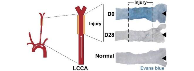 https://cdn.ncbi.nlm.nih.gov/pmc/blobs/f211/12055510/c5a9df0e1d8d/32_64990_2.jpg