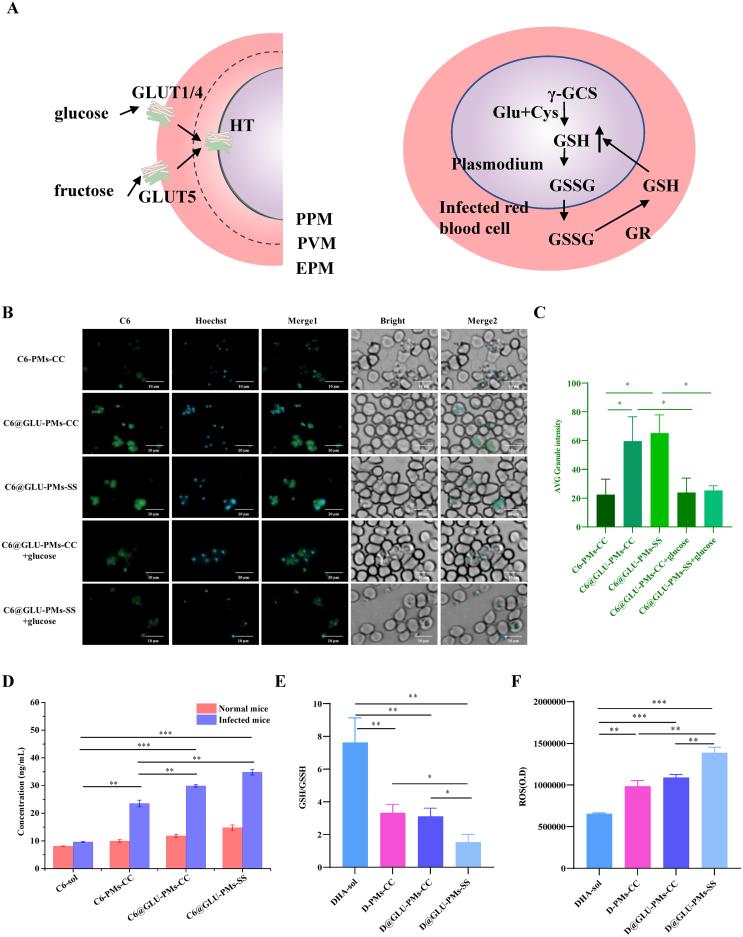https://cdn.ncbi.nlm.nih.gov/pmc/blobs/f214/12344195/0b43b3d5fb27/gr3.jpg