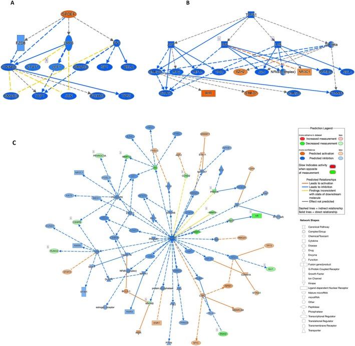 https://cdn.ncbi.nlm.nih.gov/pmc/blobs/f215/12038780/abec2eb2341f/FSB2-39-e70578-g008.jpg
