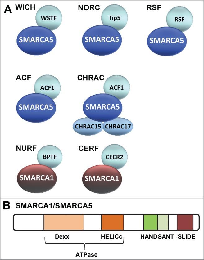 https://cdn.ncbi.nlm.nih.gov/pmc/blobs/f216/4615051/40e04529208d/kccy-13-19-956551-g001.jpg