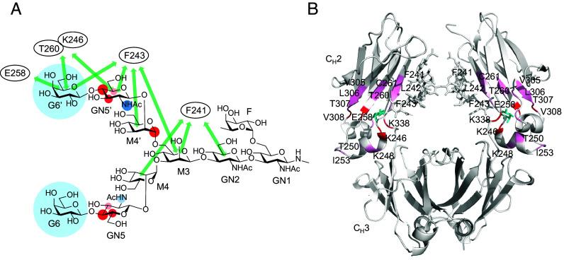 https://cdn.ncbi.nlm.nih.gov/pmc/blobs/f217/12358871/b72a42e0b471/pnas.2505473122fig04.jpg