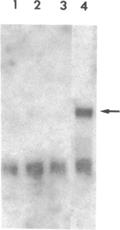 https://cdn.ncbi.nlm.nih.gov/pmc/blobs/f217/299518/9e3ae740ac97/pnas00338-0080-a.jpg