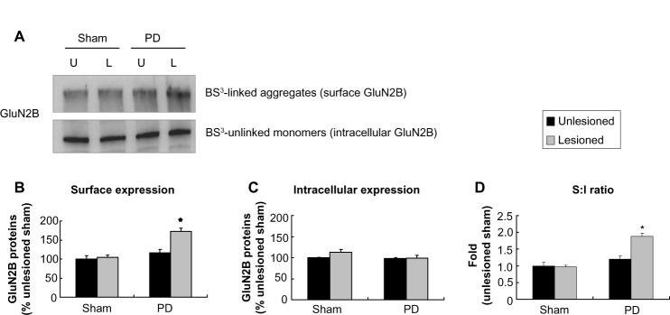 https://cdn.ncbi.nlm.nih.gov/pmc/blobs/f21b/3900317/1ec98557ac9e/dddt-8-165Fig6.jpg