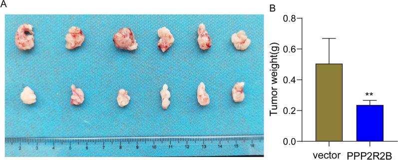 https://cdn.ncbi.nlm.nih.gov/pmc/blobs/f21c/10898125/87e0059a9e87/13062_2024_461_Fig8_HTML.jpg