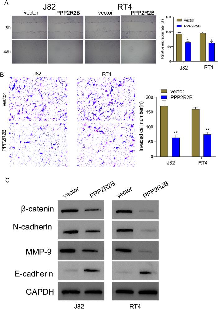 https://cdn.ncbi.nlm.nih.gov/pmc/blobs/f21c/10898125/a054b7fec9ab/13062_2024_461_Fig9_HTML.jpg