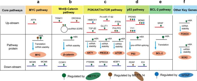 https://cdn.ncbi.nlm.nih.gov/pmc/blobs/f21f/8314546/c9775cb07dbe/13045_2021_1129_Fig2_HTML.jpg