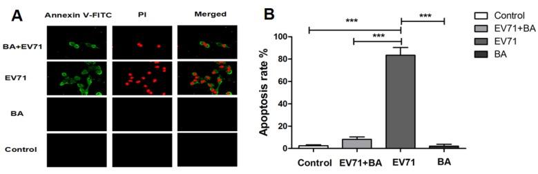 https://cdn.ncbi.nlm.nih.gov/pmc/blobs/f222/4576202/1fd13ecdddb4/viruses-07-02841-g006a.jpg