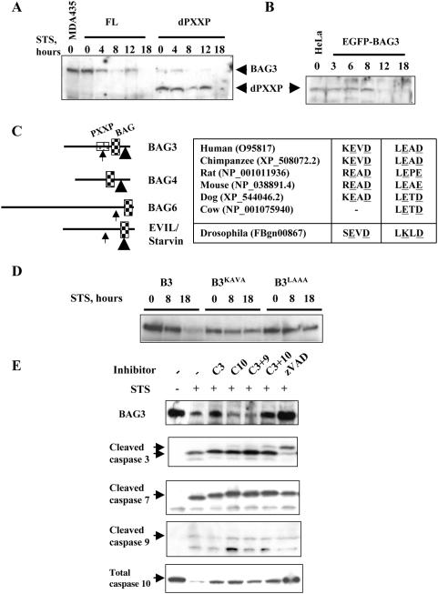 https://cdn.ncbi.nlm.nih.gov/pmc/blobs/f225/2662420/588c14e8fca9/pone.0005136.g003.jpg