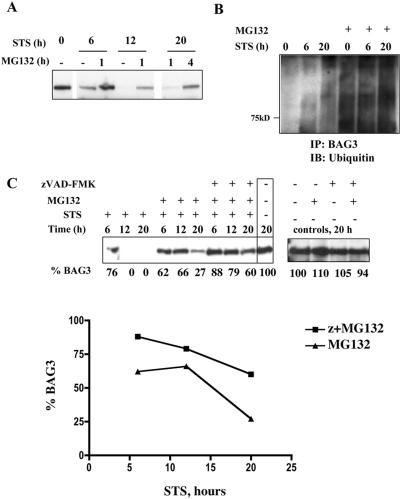 https://cdn.ncbi.nlm.nih.gov/pmc/blobs/f225/2662420/bee1d5fb0699/pone.0005136.g004.jpg