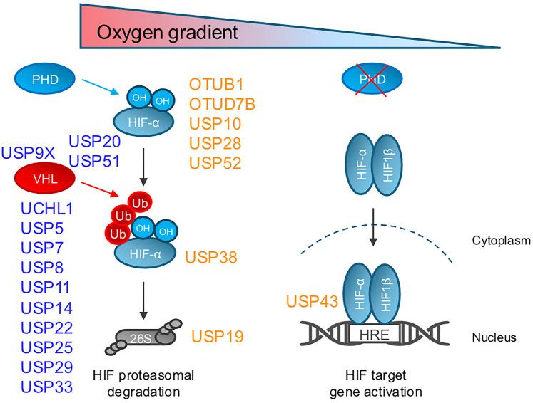 https://cdn.ncbi.nlm.nih.gov/pmc/blobs/f226/11668284/9d8d3723c5c0/BST-52-2253-g0001.jpg