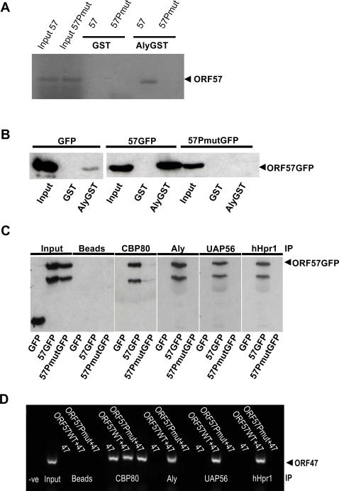 https://cdn.ncbi.nlm.nih.gov/pmc/blobs/f228/2569588/d6abb590e2d5/ppat.1000194.g004.jpg