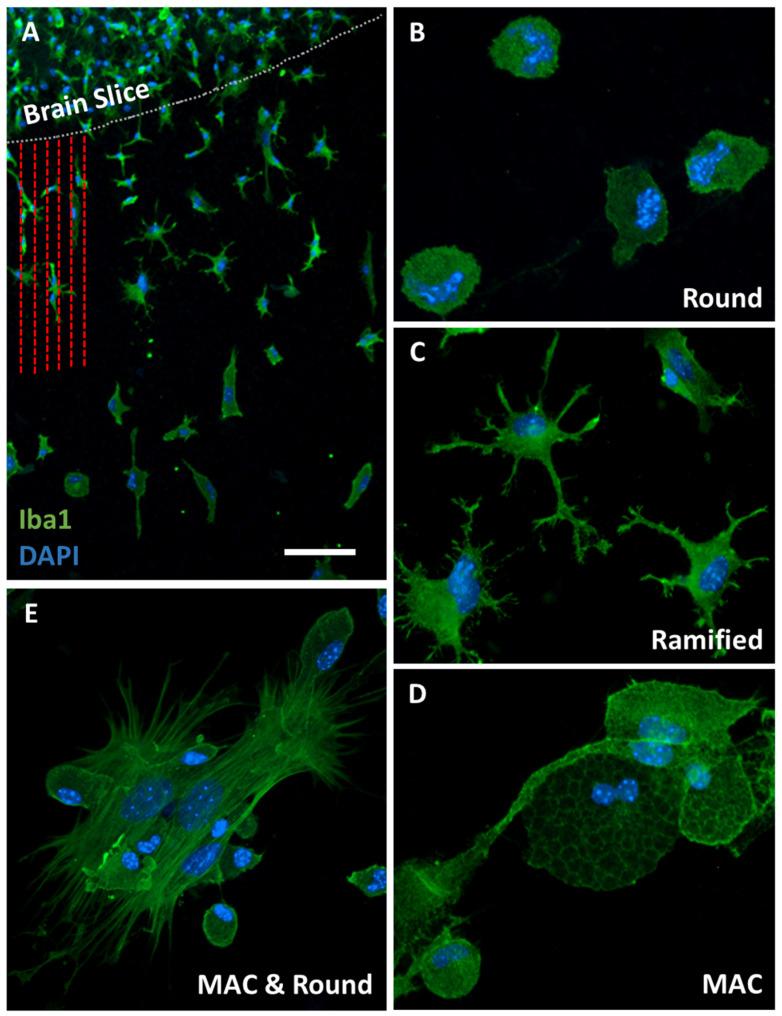 https://cdn.ncbi.nlm.nih.gov/pmc/blobs/f22b/11430359/eb78de28a81b/biomolecules-14-01109-g003.jpg