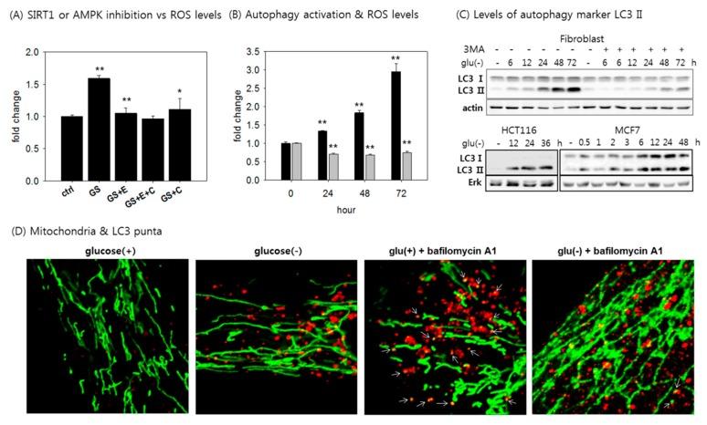 https://cdn.ncbi.nlm.nih.gov/pmc/blobs/f22d/6356350/33fef9ac5328/cells-08-00011-g005.jpg