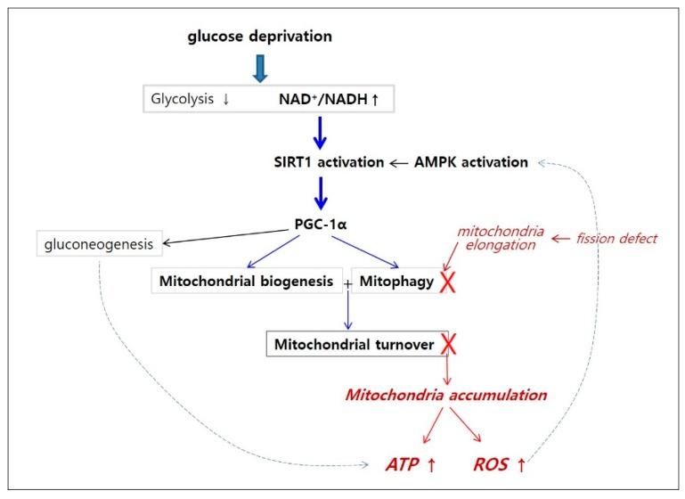 https://cdn.ncbi.nlm.nih.gov/pmc/blobs/f22d/6356350/c6500065fec2/cells-08-00011-g008.jpg