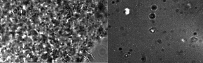 https://cdn.ncbi.nlm.nih.gov/pmc/blobs/f22f/8665179/383d7db695d2/gr1.jpg