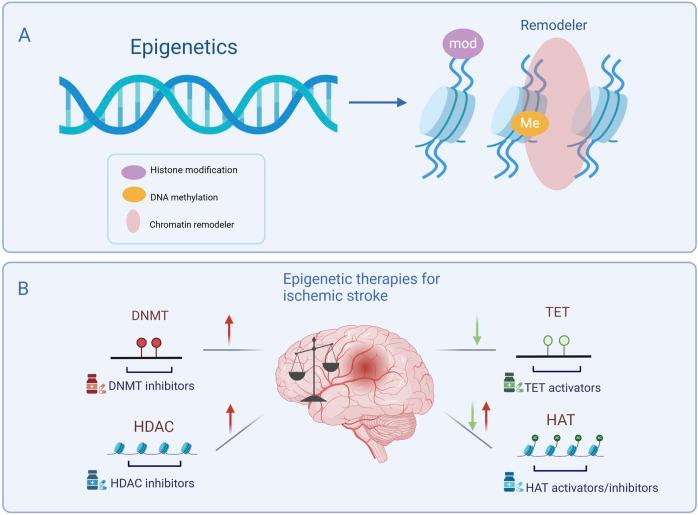 https://cdn.ncbi.nlm.nih.gov/pmc/blobs/f236/12066669/58c09bde4a33/fphar-16-1571276-g001.jpg