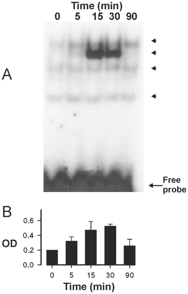 https://cdn.ncbi.nlm.nih.gov/pmc/blobs/f238/3938678/59cc0b8a9c78/pone.0090298.g007.jpg