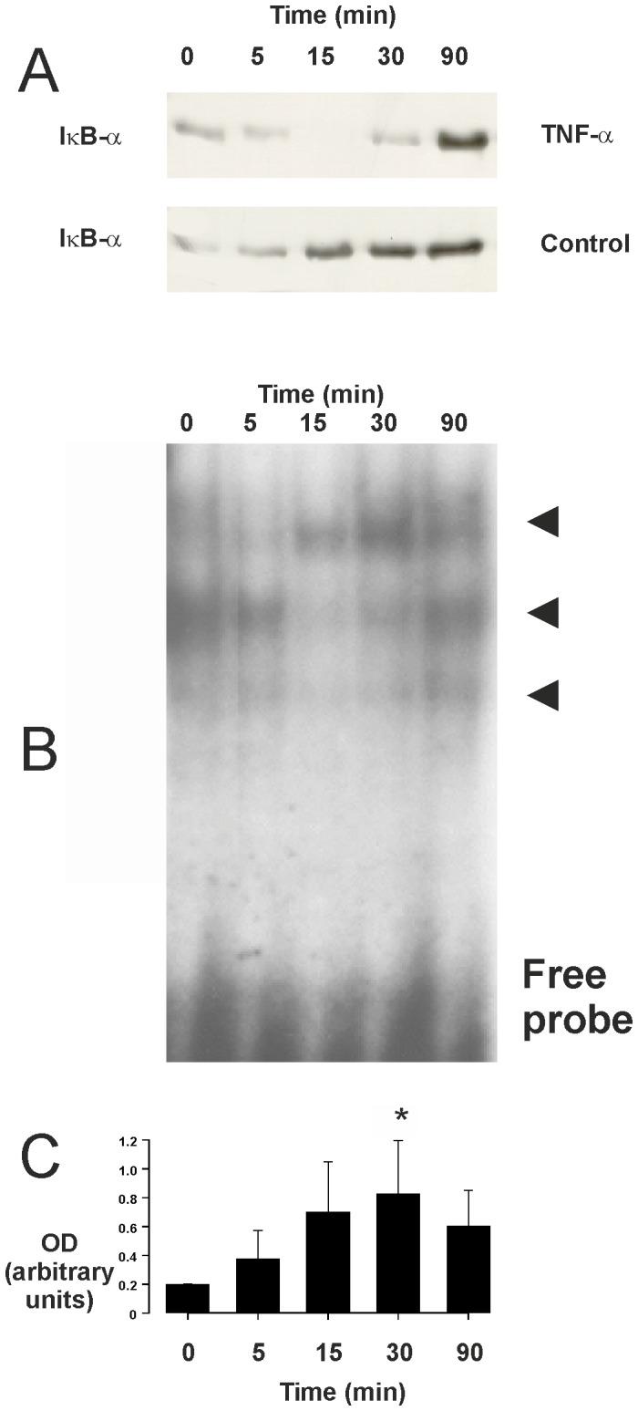 https://cdn.ncbi.nlm.nih.gov/pmc/blobs/f238/3938678/f77b9db763b4/pone.0090298.g005.jpg