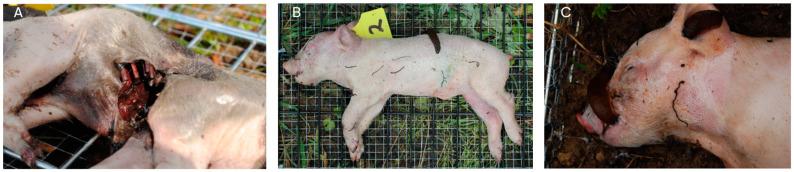 https://cdn.ncbi.nlm.nih.gov/pmc/blobs/f23a/10525113/0f7b3954bbbc/biology-12-01164-g007.jpg