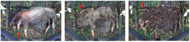 https://cdn.ncbi.nlm.nih.gov/pmc/blobs/f23a/10525113/89d1170c2b04/biology-12-01164-g005.jpg