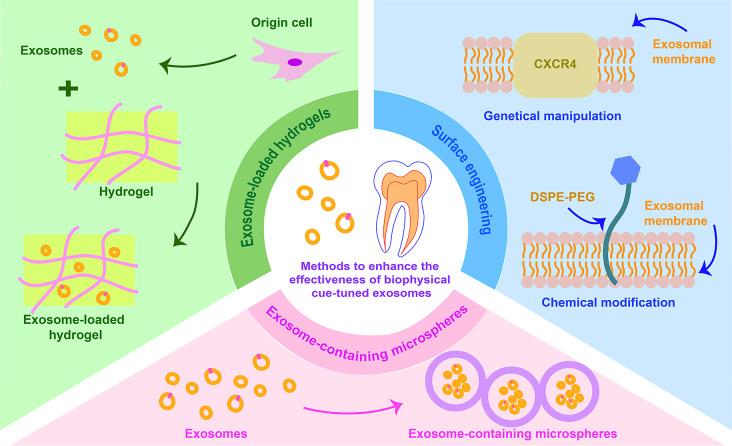 https://cdn.ncbi.nlm.nih.gov/pmc/blobs/f23c/11491033/c036ef1e1021/13287_2024_3990_Fig4_HTML.jpg