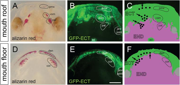 https://cdn.ncbi.nlm.nih.gov/pmc/blobs/f23d/7829593/6d039e253b88/fcell-08-622308-g005.jpg