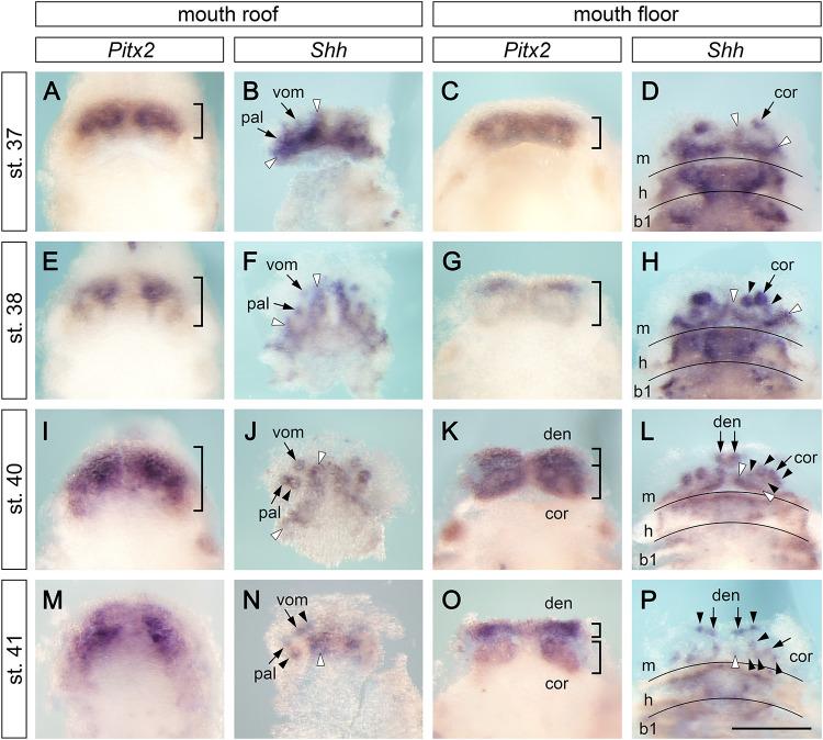 https://cdn.ncbi.nlm.nih.gov/pmc/blobs/f23d/7829593/cb943e6d6790/fcell-08-622308-g002.jpg