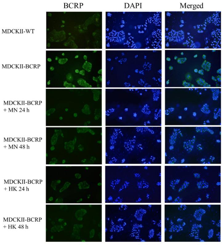 https://cdn.ncbi.nlm.nih.gov/pmc/blobs/f23e/8659015/b44dc5cf15a7/molecules-26-07390-g004.jpg