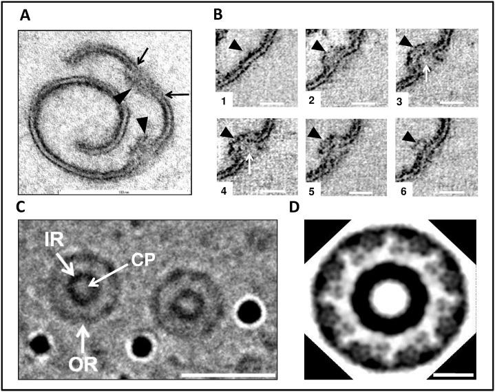 https://cdn.ncbi.nlm.nih.gov/pmc/blobs/f240/5287468/5b4233981518/pone.0169432.g004.jpg