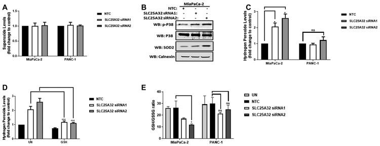 https://cdn.ncbi.nlm.nih.gov/pmc/blobs/f240/7055544/b18f1854b392/oncotarget-11-801-g005.jpg