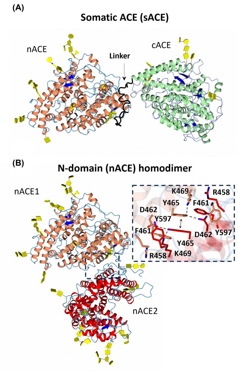 https://cdn.ncbi.nlm.nih.gov/pmc/blobs/f24d/11300679/36086e15f2d4/bsr-44-bsr20240130-g8.jpg