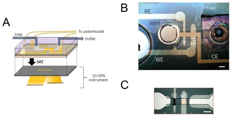 https://cdn.ncbi.nlm.nih.gov/pmc/blobs/f24d/9406148/c7962c2440a4/biosensors-12-00615-g002.jpg