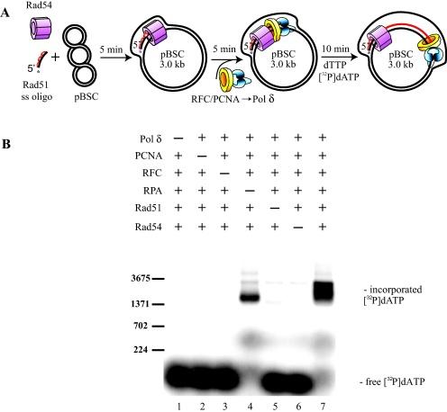 https://cdn.ncbi.nlm.nih.gov/pmc/blobs/f255/3119790/5d60c40369a8/gr1.jpg