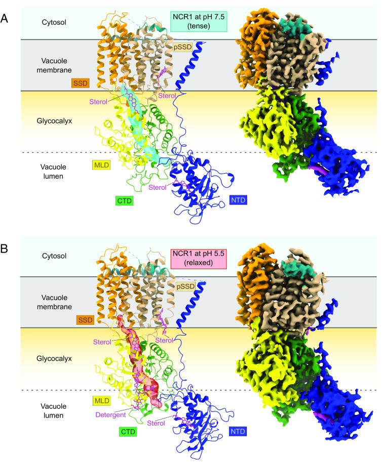 https://cdn.ncbi.nlm.nih.gov/pmc/blobs/f25d/11009665/05186dae217c/pnas.2315575121fig02.jpg