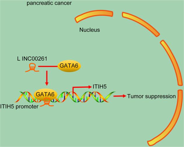 https://cdn.ncbi.nlm.nih.gov/pmc/blobs/f25e/8390744/6c4eea89a56d/41420_2021_575_Fig8_HTML.jpg