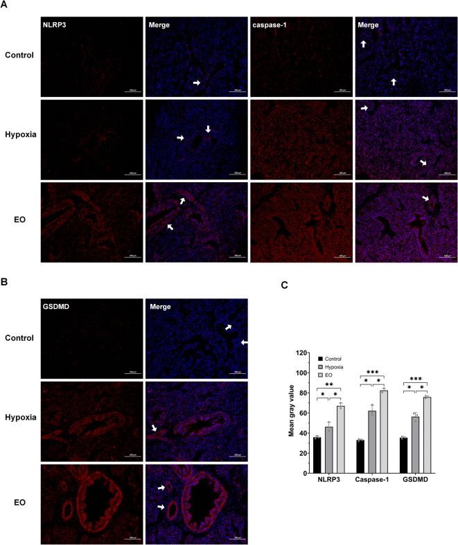 https://cdn.ncbi.nlm.nih.gov/pmc/blobs/f260/12223042/a6758dad3fc7/41598_2025_7068_Fig7_HTML.jpg