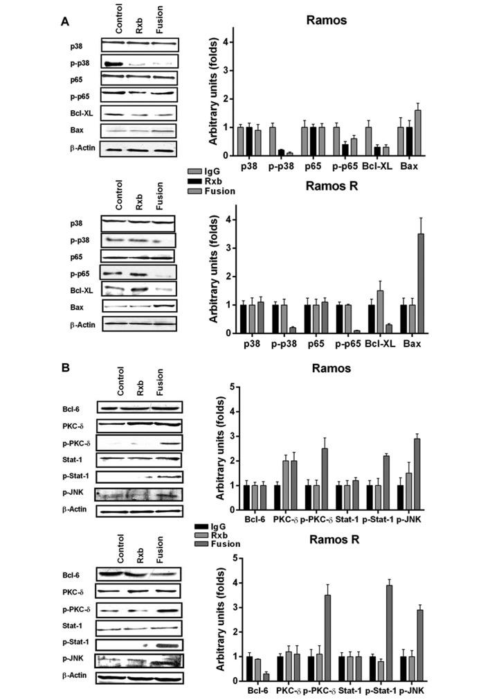 https://cdn.ncbi.nlm.nih.gov/pmc/blobs/f262/4735703/193e42eed06b/IJO-47-05-1735-g04.jpg