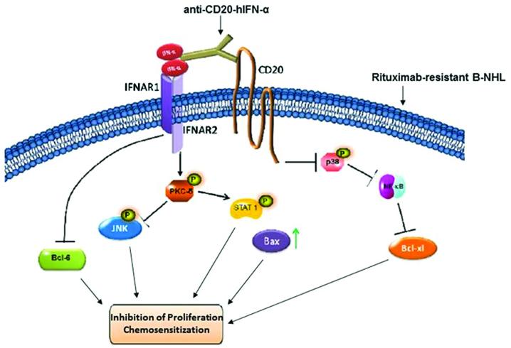 https://cdn.ncbi.nlm.nih.gov/pmc/blobs/f262/4735703/1f543b1be415/IJO-47-05-1735-g07.jpg